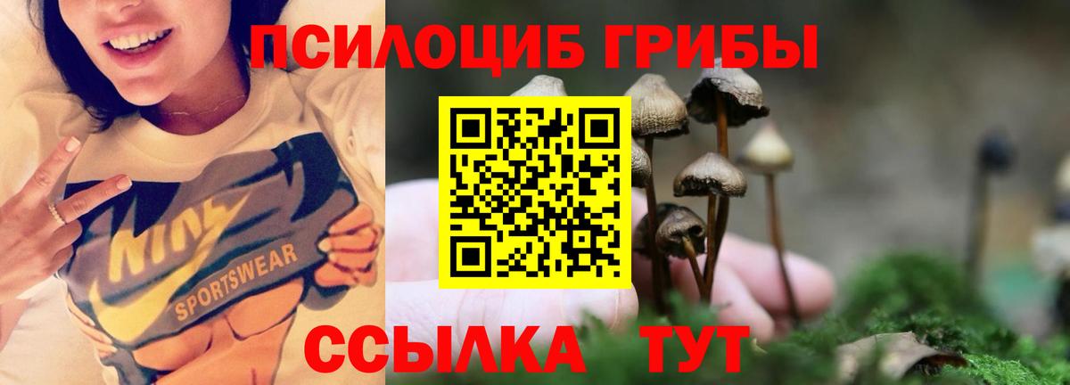 Псилоцибиновые грибы Psilocybine cubensis  Вход с VPN  Белая Калитва  Псилоцибиновые грибы прущие грибы 